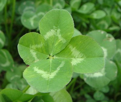 護坡草種多少錢一斤