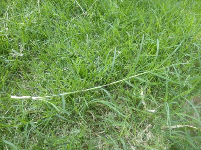 鶴壁狗牙根草種多少錢一斤