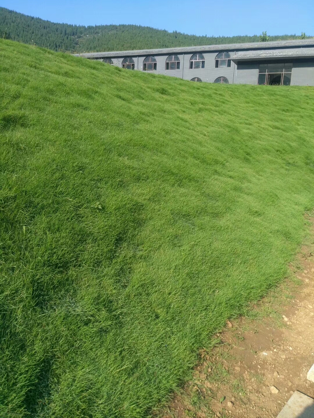 鶴壁狗牙根草種多少錢一斤