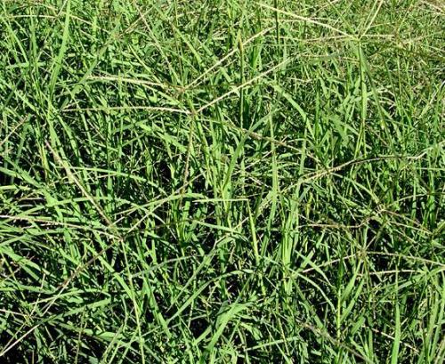 焦作狗牙根草種多少錢