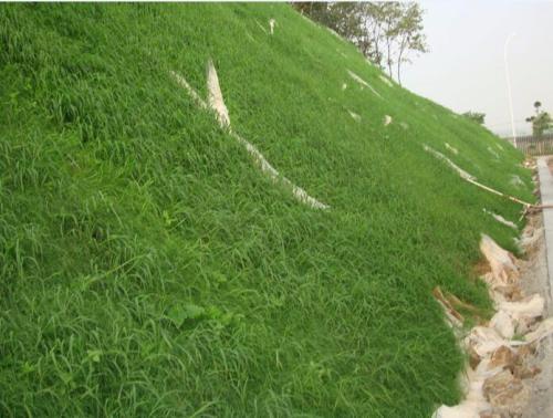 焦作狗牙根草種多少錢