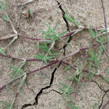 狗根草種多少錢一斤