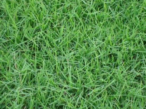 狗根草種多少錢一斤