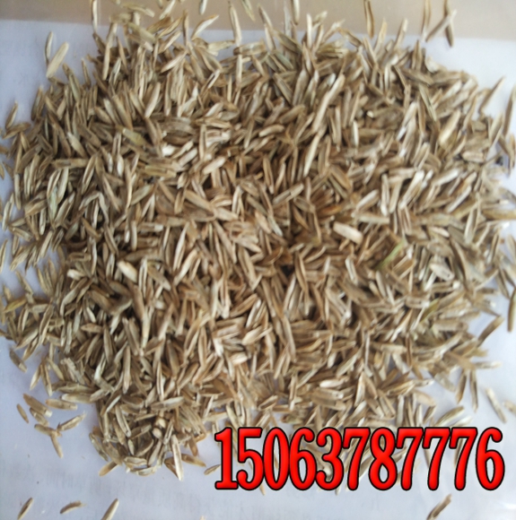 學校操場可以種植什么草坪草種