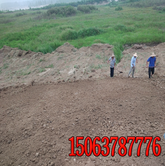 學校操場綠化的草種哪里有賣的