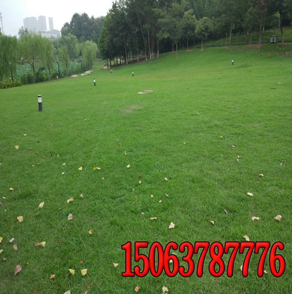 學校操場綠化的草種哪里有賣的