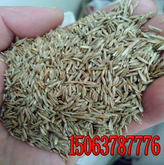 學校操場綠化草坪高羊茅草籽哪里有賣的