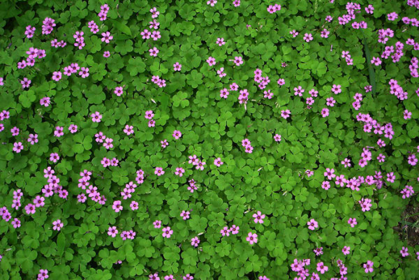 三葉草種多少錢一斤