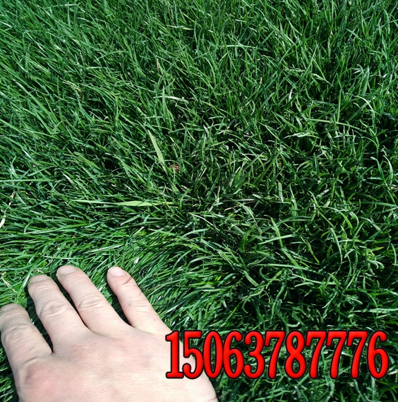 周口狗牙根草種多少錢