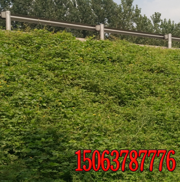 河道邊坡草種多少錢一斤
