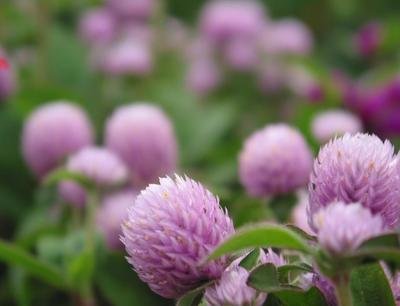 三葉草草種多少錢一斤