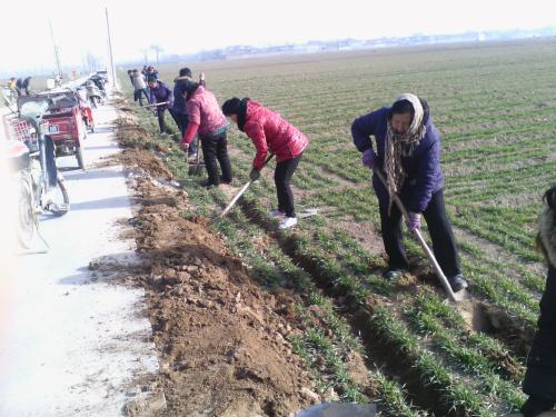 美麗鄉村草花種子公司