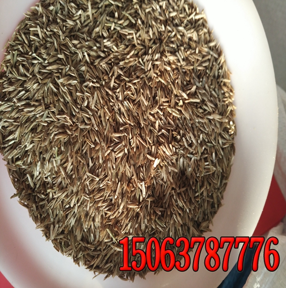 百慕達草種多少錢斤