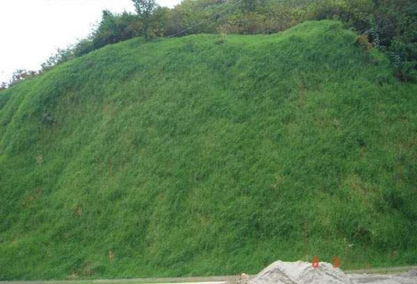 百喜草草種多少錢一斤