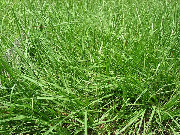 廣東百喜草草種多少錢一斤