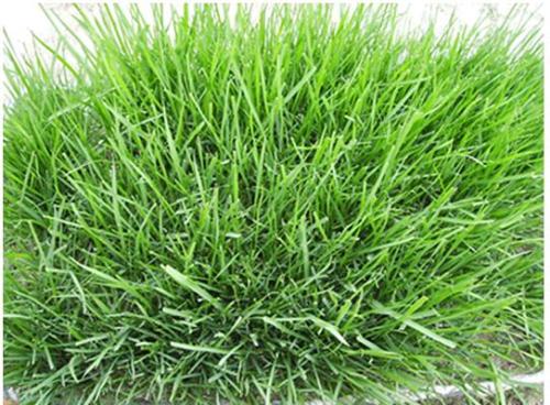 綠化草種多少錢一斤