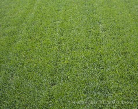 綠化草種多少錢一斤