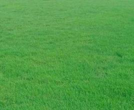 綠化草種多少錢一斤