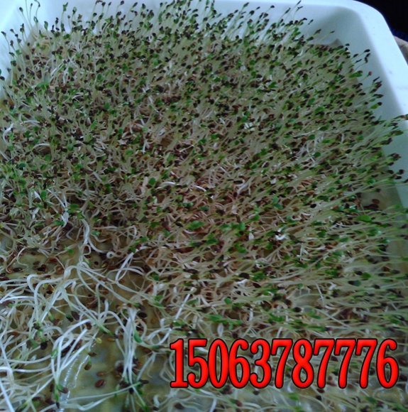 邊坡綠化草種多少錢一斤