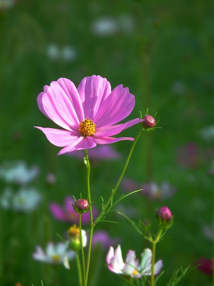 道路兩旁種植什么花草