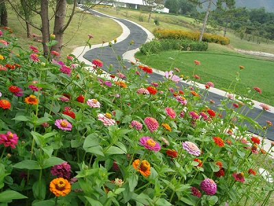 美麗鄉村街道兩旁種植什么花卉種子好