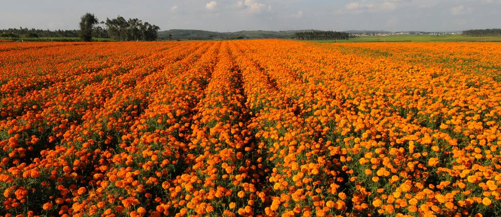 堅決保證一種一芽的服務標準,一分價格一份貨!我們的追求目標:以質量求生存,以務實創新求發展!我們的服務宗旨:生意不在乎大小,只要你滿意就好,確保每一粒種子的質量;爭做一種一芽的服務理念!