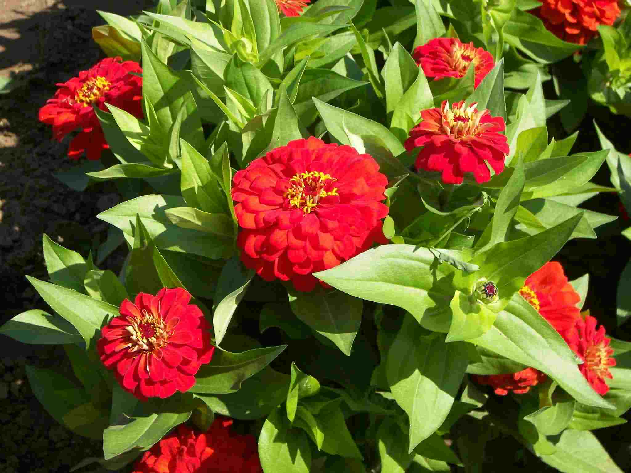 美麗鄉村建設種植什么花卉種子