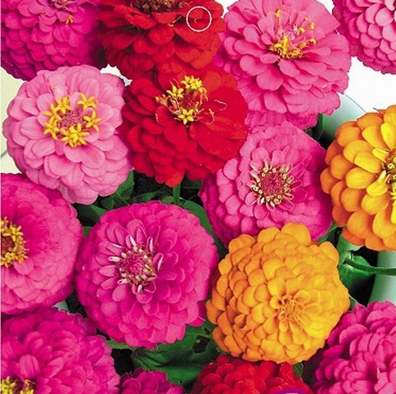 美麗鄉村建設種植什么花卉種子