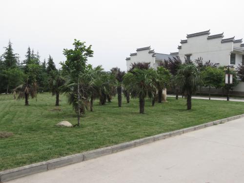 美麗鄉村街道種植什么草花種子