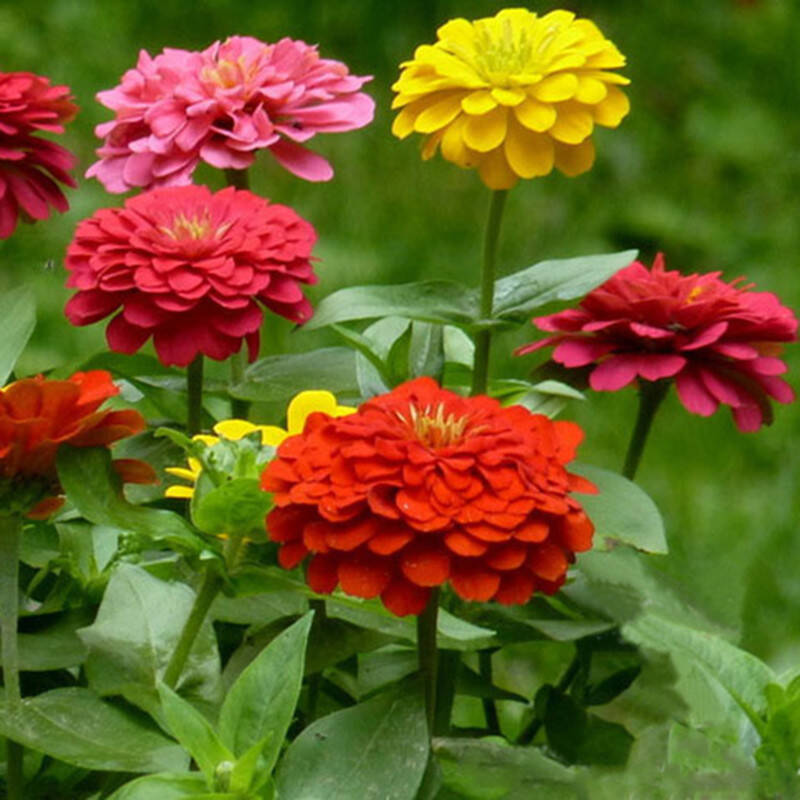 百日草種子多少錢一斤