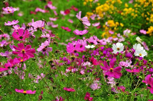 波斯菊種子價格多少錢一斤