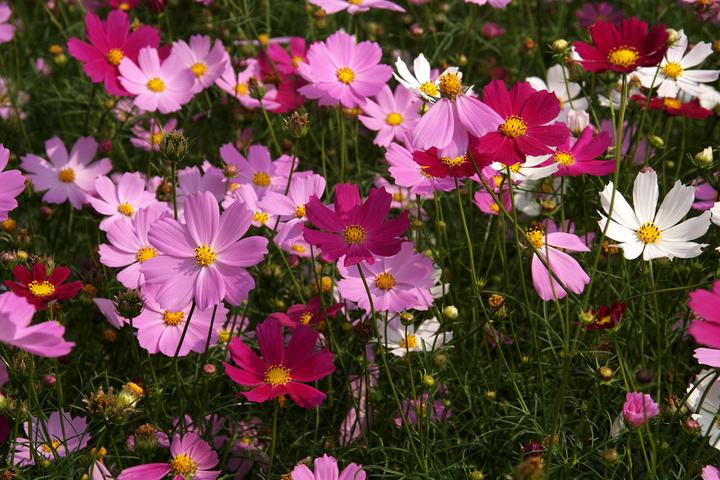 波斯菊種子價格多少錢一斤