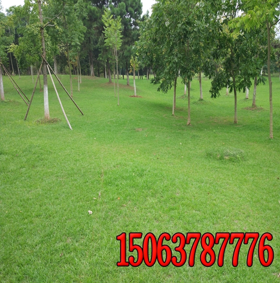 成都草坪種子多少錢一斤