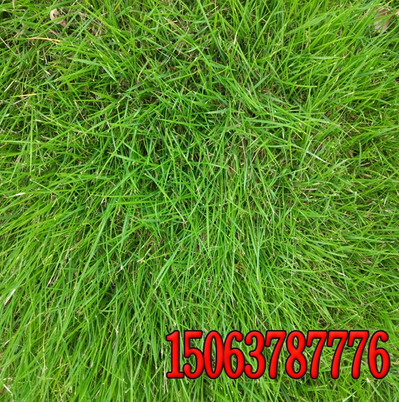 成都草坪種子多少錢一斤