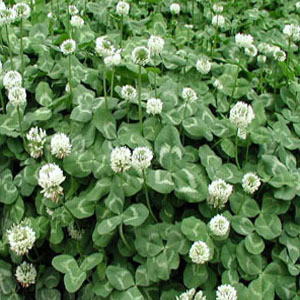 學校可以種植白三葉嗎？白三葉草籽多少錢一斤