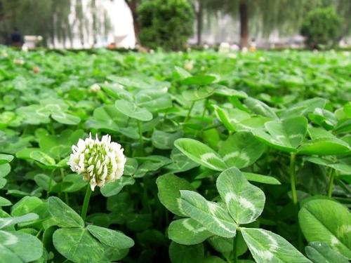 學校可以種植白三葉嗎？白三葉草籽多少錢一斤