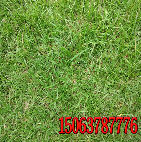 浙江混播草籽多少錢一斤？