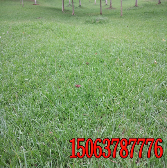 浙江混播草籽多少錢一斤？