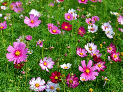 美麗鄉村種植什么草花種子波斯菊花種子多少錢能買到