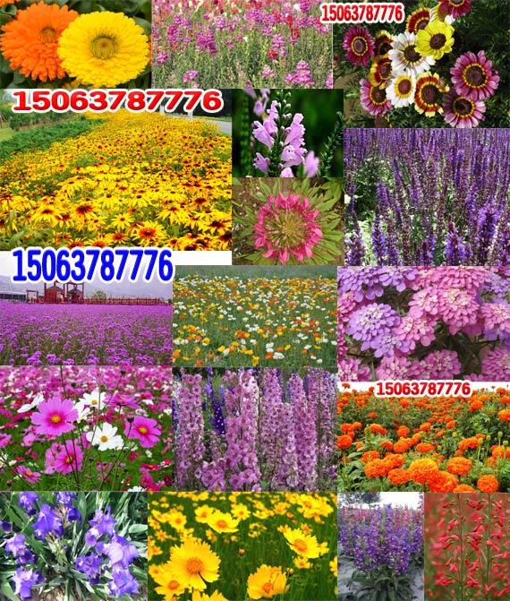 溫暖潮濕帶大致在北緯25.5°至32°，東經108.5°至132°之間，包括湖北南部的少部分地區、湖南大部分地區、廣西北部的極少部分地區、江西絕大部分地區、福建北部、浙江、安徽南部、江蘇的少部分地區和上海市。這些地區的年平均氣溫為13℃至18℃，年平均降水量940至2050毫米，最冷月平均氣溫1℃至9℃，最熱月平均氣溫23℃至34℃，最冷月平均相對濕度69至80，最熱月平均相對濕度74至94。該區域雨量充沛，氣候溫和，自然條件非常優越。四季分明，夏季降雨量大而集中，空氣相對濕度也大，氣溫與南過渡帶比較不是很高。冬季氣候溫和，不很寒冷。秋季天高氣爽，是草坪草生長發育的***時節。目前常用的草坪草種主要以暖季型草為主，包括日本結縷草、中華結縷草、馬尼拉草、細葉結縷草、狗牙根，以及白三葉和馬蹄金等，上海等地也種植過一些高羊茅草坪，此外，百喜草、香根草、假儉草等可用于公路護坡和水土保持。 熱帶、亞熱帶氣候區大致在北緯21°至25.5°，東經98ο至119.5°之間，包括福建南部、廣東、臺灣、海南、廣西大部分地區、云南南部等地區。海南和臺灣年平均氣溫為13℃至25℃，年平均降水量900至2370毫米，最冷月平均氣溫5℃至21℃，最熱月平均氣溫26℃至35℃，最冷月空氣平均相對濕度68至85，最熱月空氣平均相對濕度74至96；其他地區的年平均氣溫為12.7℃至23.6℃，年平均降雨量888至2200毫米，最冷月平均氣溫4.4℃至16.7℃，最熱月平均氣溫16.3℃至29.1℃，最冷月平均相對濕度67.9至82，最熱月平均相對濕度74.4至92。該區域雨水非常充足，空氣濕度大，四季不是很分明，水熱資源十分豐富。適宜種植的草種基本上都屬于暖季型，但并不排除個別的冷季型草坪草(如廣州仲愷農業技術學院新近選育出能在廣州越夏的匍匐翦股穎新品系粵選1號)，主要包括狗牙根、結縷草、假儉草、地毯草、鈍葉草、兩耳草、牛鞭草、夏威夷草、馬蹄金等。此外，百喜草、香根草、馬唐、糖蜜草、畫眉草、海濱雀稗等可用于公路護坡和水土保持。建立良好的排水系統是該區域草坪建植和養護管理的重要措施之一。建植高質量草坪時，也應該具備一定的灌水系統，以彌補降雨量不足或降雨不平衡。這一地區***蟲和雜草對草坪的為害相對較重，必須及時采取有效的措施,及時加以防治。