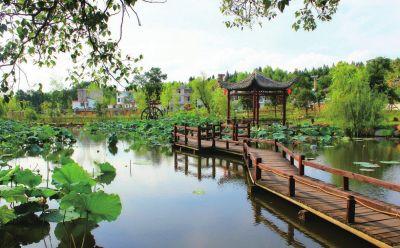 園林綠化草種廠家 山東