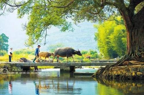 園林綠化草種廠家 價格