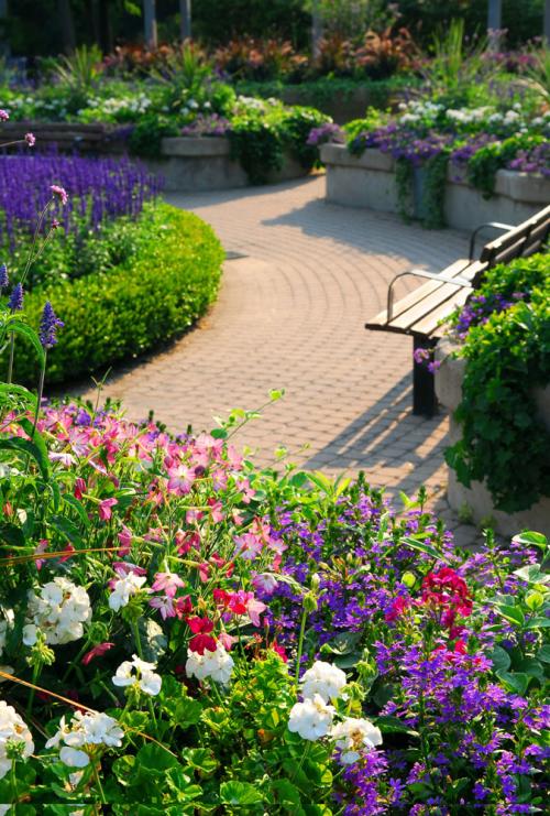 園林綠化草種價格