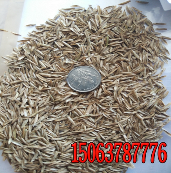 河北綠化草籽多少錢一斤