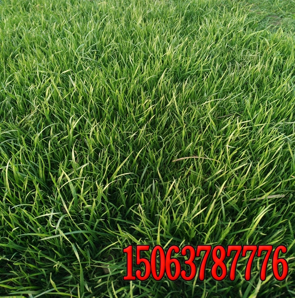 重慶牧草種子批發市場哪里