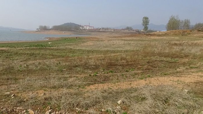 河堤護坡用什么草花