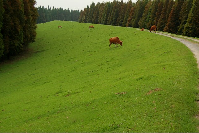河堤護坡用什么草花