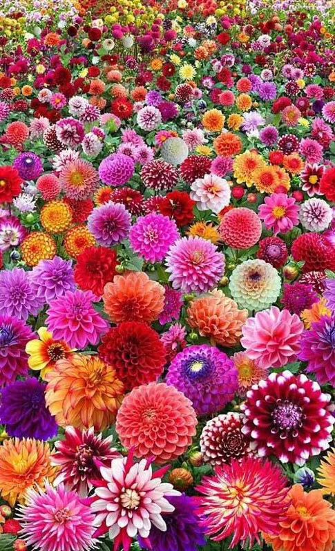 草種花種批發