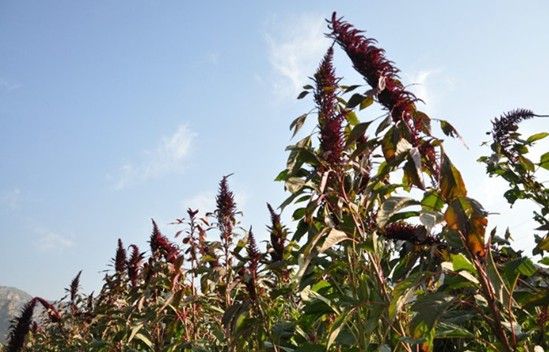 內蒙牧草種子批發價
