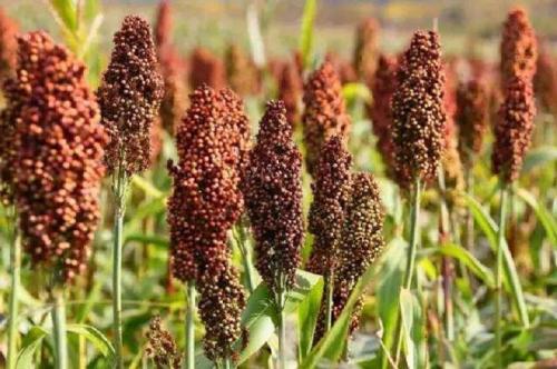 甜高粱種子 進口牧草種子批發價格
